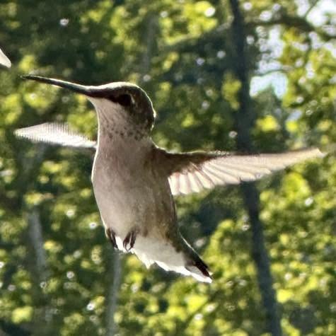 Hummingbird