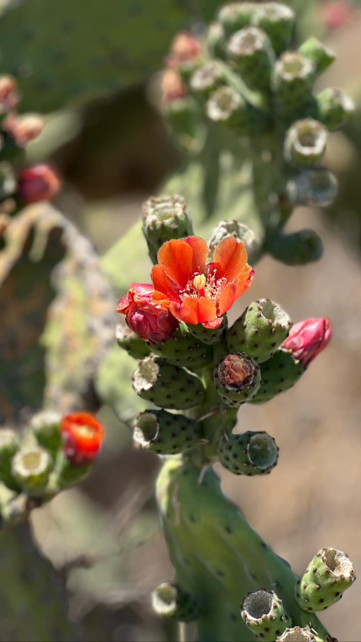 Blossom Cactus